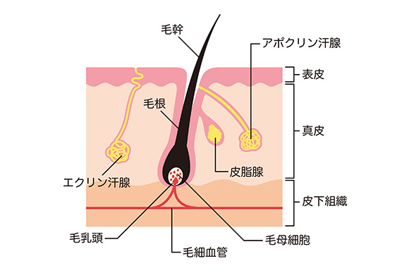 愛知県知立市・刈谷市・安城市でワキガ・脇汗（多汗症）改善が期待できるミラドライ治療、汗が出る仕組みイメージ図