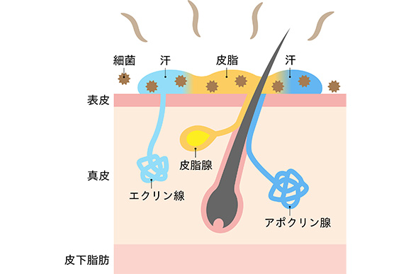 愛知県知立市・刈谷市・安城市でワキガ・脇汗（多汗症）改善が期待できるミラドライ治療、汗がニオう仕組み