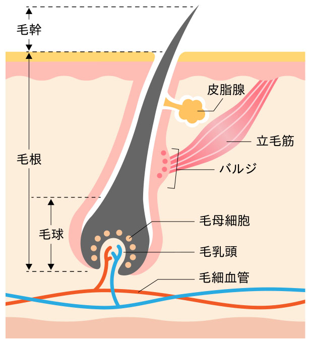 愛知県知立市・刈谷市・安城市の医療脱毛でジェントルマックスプロを導入している知立南クリニックの医療脱毛イメージ図