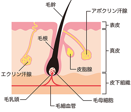 知立・刈谷・安城でワキガ・脇汗（多汗症）改善が期待できるミラドライ治療、汗が出る仕組みイメージ図